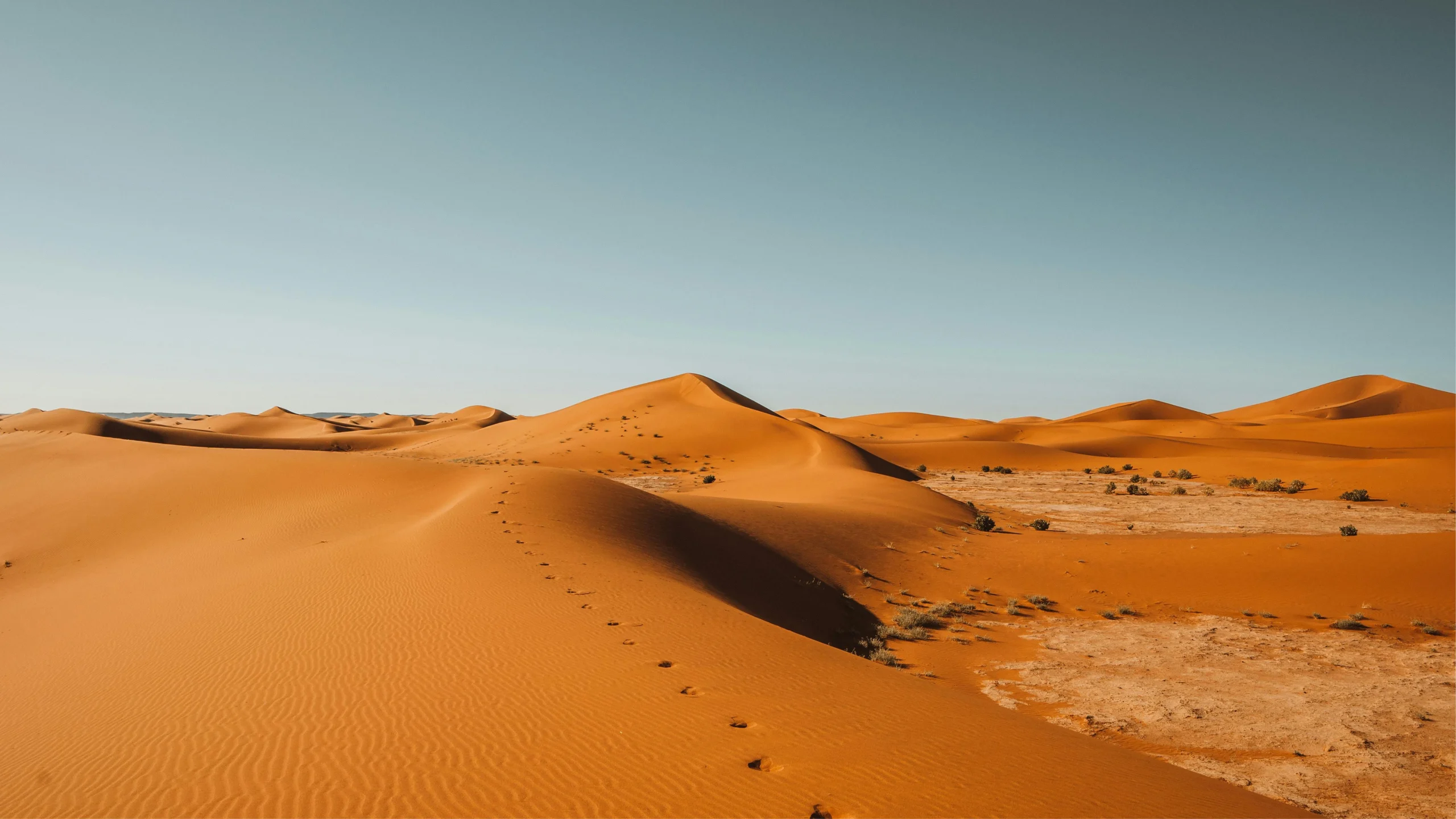 pexels-stijn-dijkstra-1306815-30710161 1